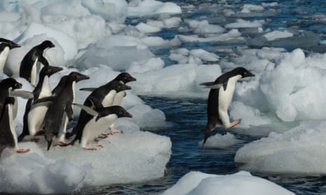 A group of Adélie penguins