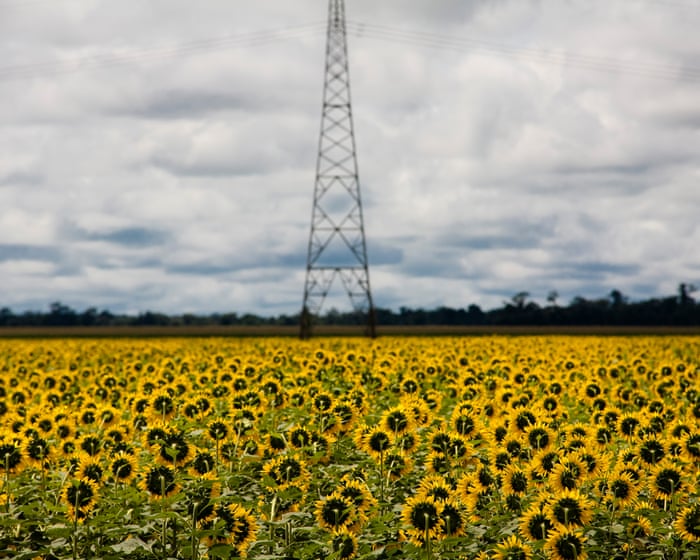 Scramble for biofuel as oil prices rise ‘could push world closer to food crisis’