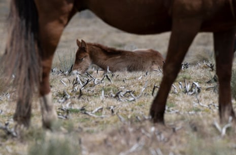 Feral horses including a foal in the Kosciuszko national park.