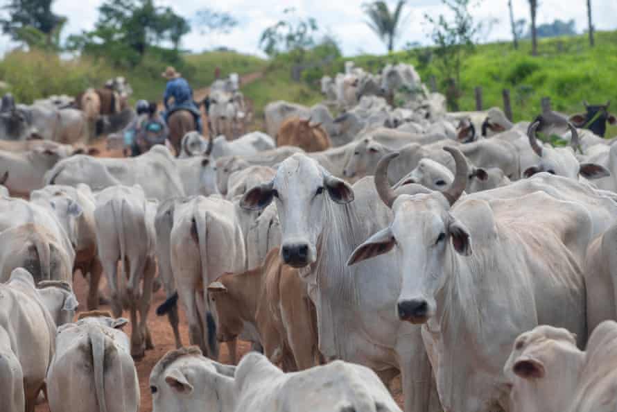 Cowboys transport livestock in Sao Felix do Xingu, in the state of Para.