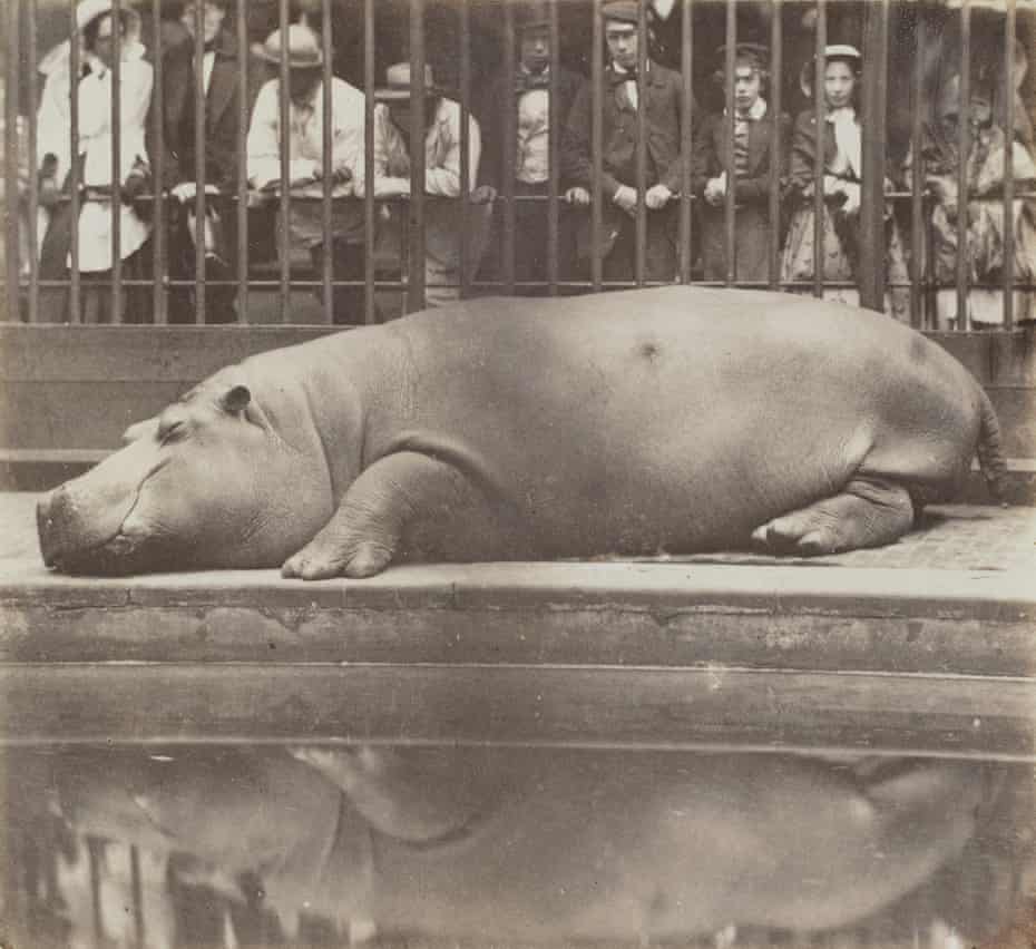 Sleeping giant … the shot of the Queen’s hippo, on show at the Victoria and Albert’s new Photography Centre.
