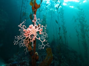 A so-called “Star Basket”, which dwells in several places including the Beagle Channel.