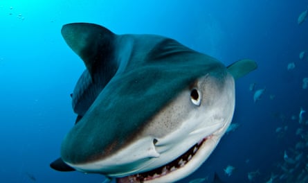 A tiger shark
