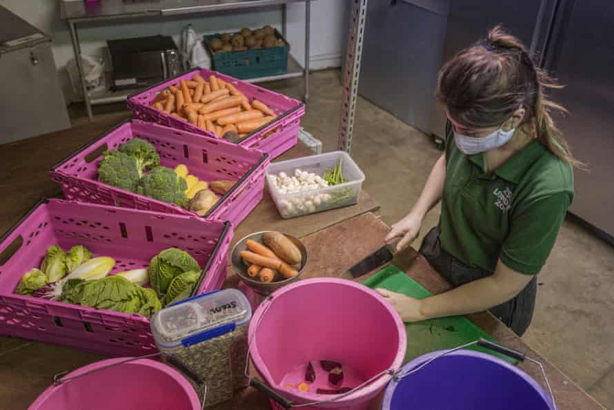 A keeper preparing the lunchtime feed specifically for the Red River Hogs. Food delivery at London Zoo includes, but is not limited to, 50 boxes oof sweet potato, 3000 cucumbers, 300 melons, and 215. corn on the cobs.
