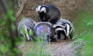 A key element of the government’s TB control programme, England’s badger cull, is set to expand.