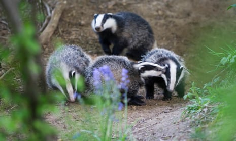 A key element of the government’s TB control programme, England’s badger cull, is set to expand. 