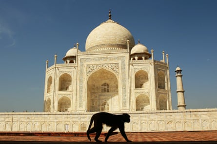 A monkey walks past the Taj Mahal