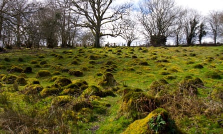 Yellow meadow ant nest mounds at Cors-y-Llyn.