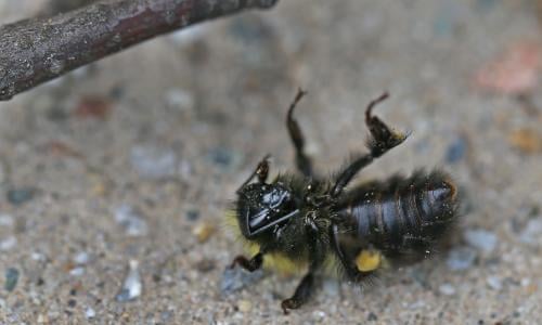 Berlin S Bumbling Beekeepers Leave Swarms Without Homes