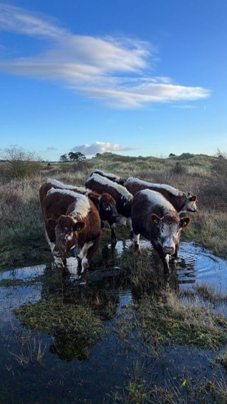English longhorn cattle on sand dunes at the Ainsdale and Birkdale Sandhills Nature Reserve, Merseyside