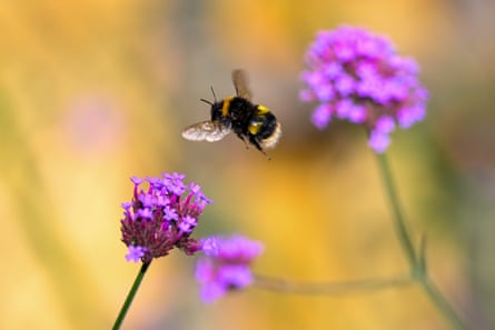 A bumblebee on a purpletop flower in Weymouth, England in late July.