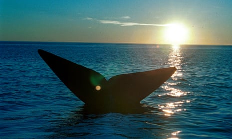 The tail of a southern right whale emerges from the waters of the South Atlantic Ocean off the coast of Argentina. 