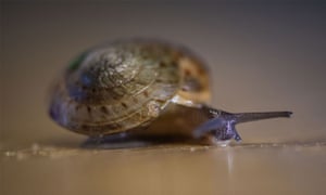 A greater Bermuda land snail