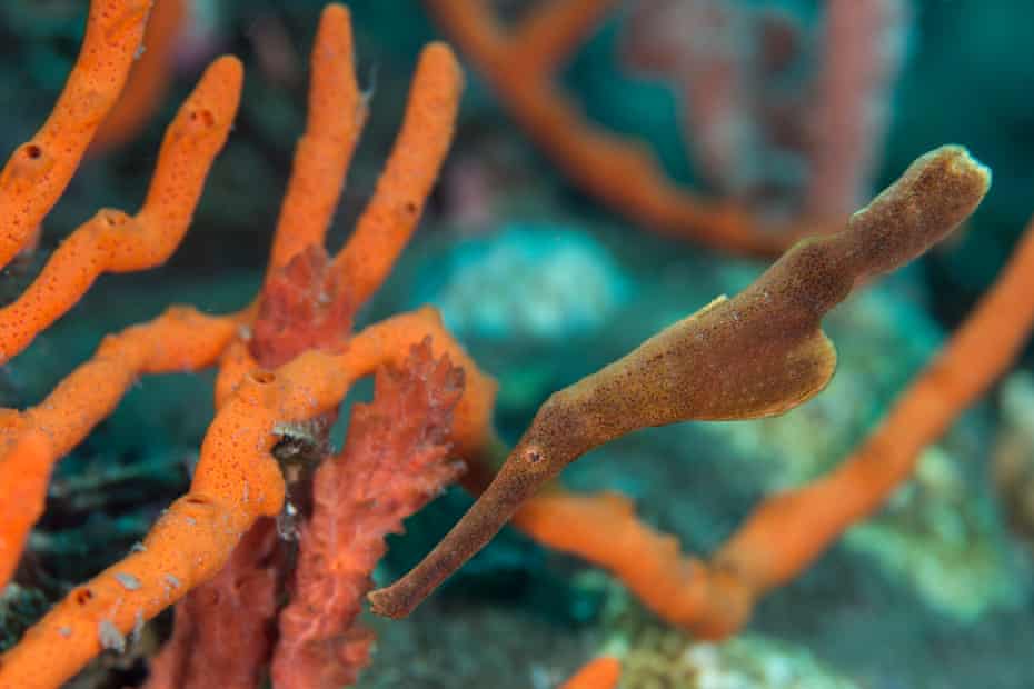 Un pesce pipefish fantasma di velluto, specie Solenostomus