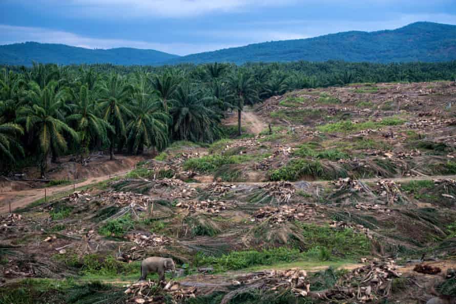 Elephants walk through an oil palm plantation and eat the trunks of felled old oil palm trees, Borneo, 2019. The planting of oil palm has led to enormous levels of deforestation which in turn has resulted in species decline.