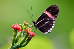 A postman butterfly perches on a flower at the Osher Rainforest of the California Academy of Sciences in San Francisco, US