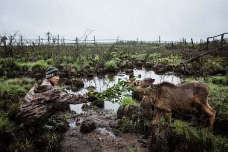 A man plays with a baby moose at the Pleistocene Park outside of Cherskiy, Siberia in 2018. The Pleistocene Park is a large-scale scientific experiment created by Sergey Zimov and run by his son Nikita Zimov.