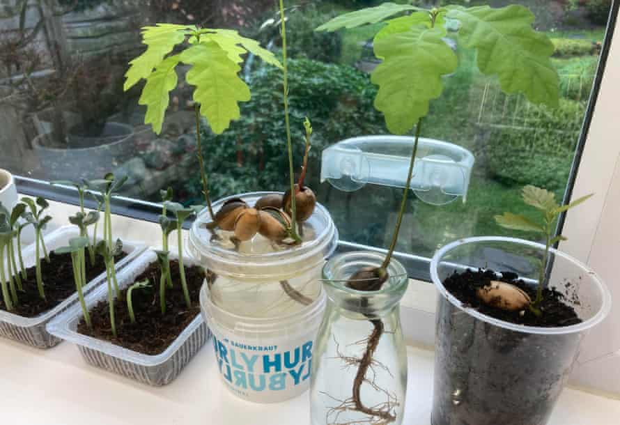 Seedlings on Peter Crush’s windowsill.
