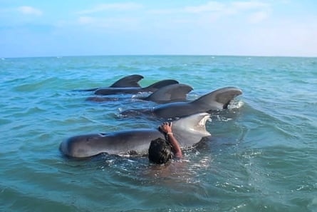 A Sri Lankan fisher in the sea tries to push back stranded pilot whales into the deep water. 11 February 2023