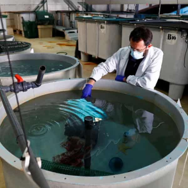 mokslininkas okeanografijos institute stebi aštuonkojį plastikiniame bake