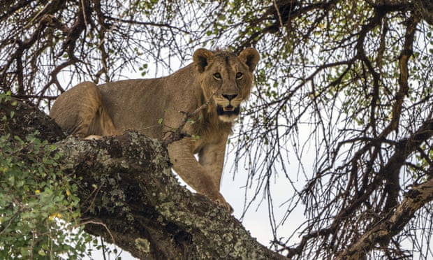A young lion in a tree