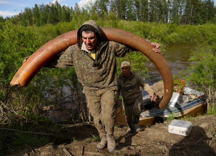 Mammoth Tusk For Sale