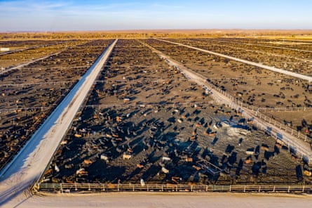 A cattle feedlot, Colorado