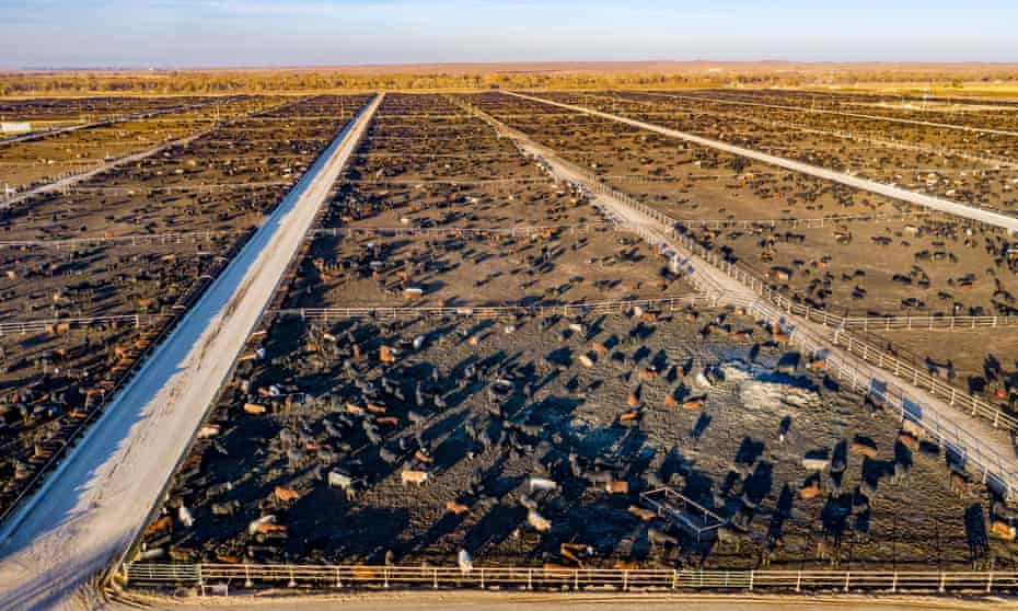 A single kilo of beef creates 70kg of emissions. This feedlot in Colorado can hold 98,000 cattle. 
