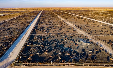 Один килограмм говядины создает 70 кг выбросов. На этой откормочной площадке в Колорадо могут содержаться 98 000 голов крупного рогатого скота. 