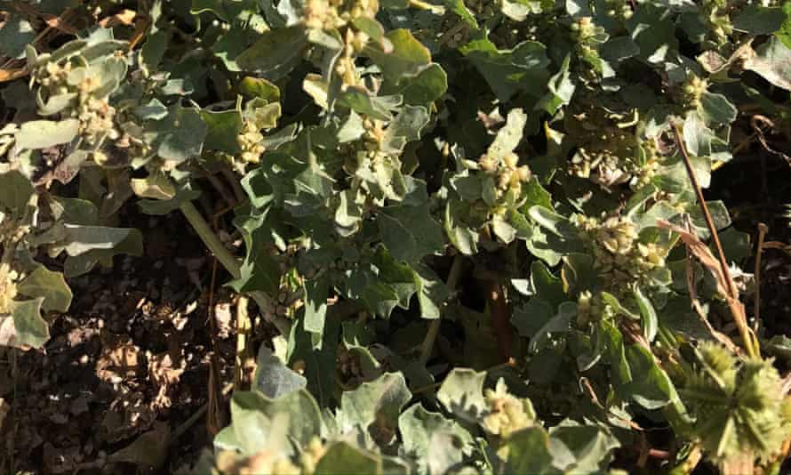 2021’s ingredient of the yr: 19 Australian meals lovers share their favourites | Australian food and drinks 87 Old man saltbush in north-west New South Wales