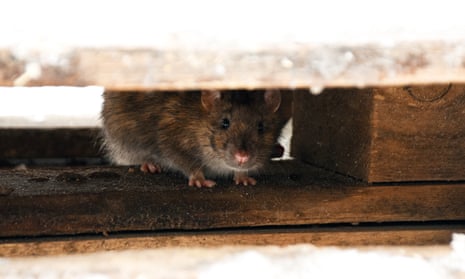Can Rats Live In A Hot Attic?