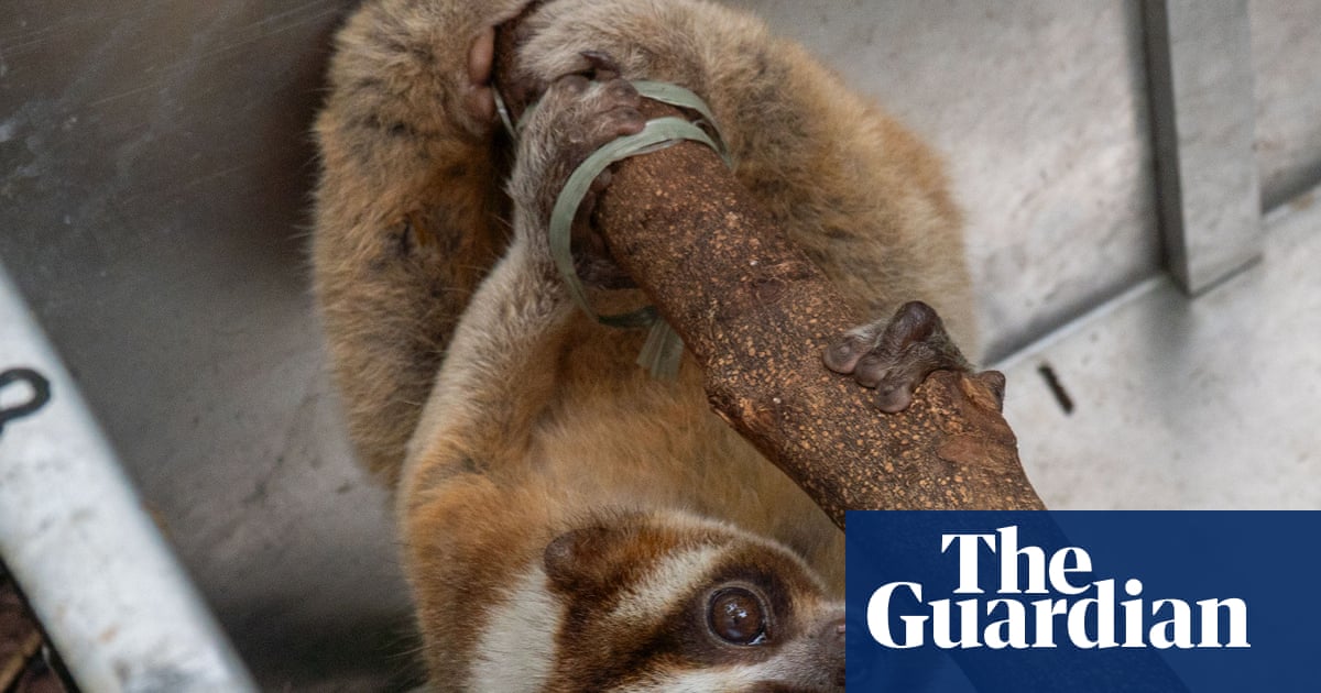 Week in wildlife: a slow loris, a tiny deer and a glamorous dumpling squid
