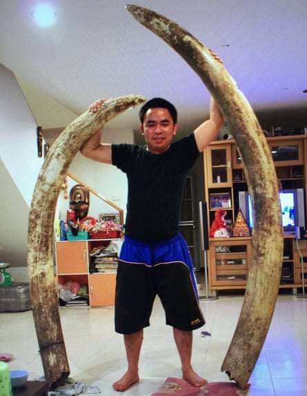 Boonchai poses with elephant tusks.