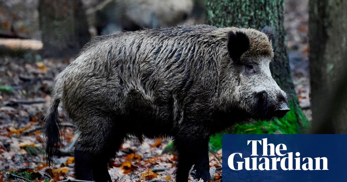 wild boar bites off man s fingertip in forest of dean uk news