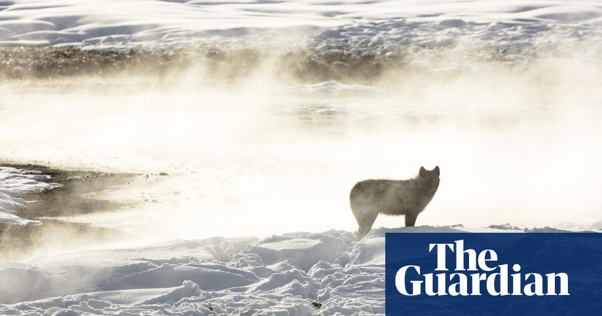 Record number of Yellowstone wolves shot after roaming outside park