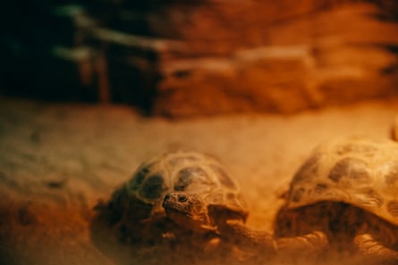 Tortoises in the terrarium.