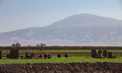 Farmworkers on a farm near Bakersfield, Kern County, California.