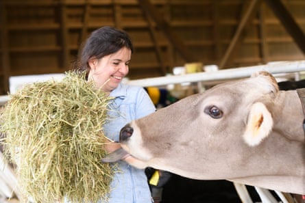 A woman laughs as a cow sticks its tongue out trying to reach the hay she is holding