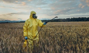 Worker spraying toxic pesticides or insecticides on wheat plantation
