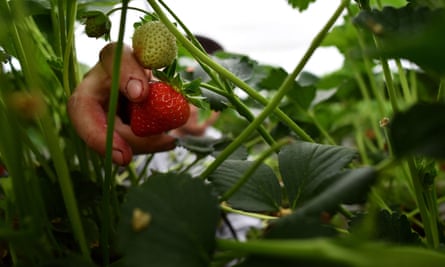A seasonal worker picks strawberries