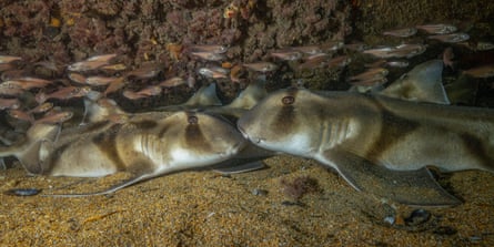 Port Jackson sharks on the seabed