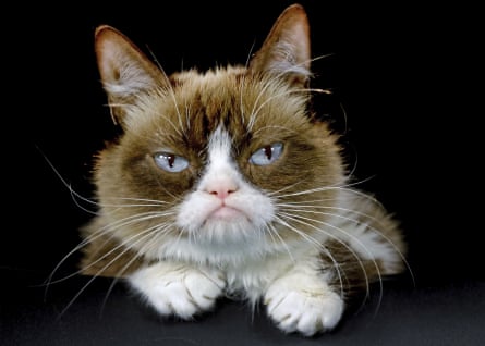 Social media celebrity Tardar Sauce, better known as Grumpy Cat. The popular feline died on 14 May at age 7.