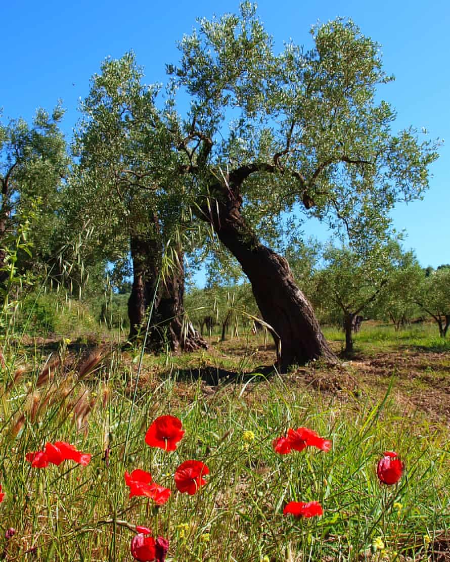 Olive trees.