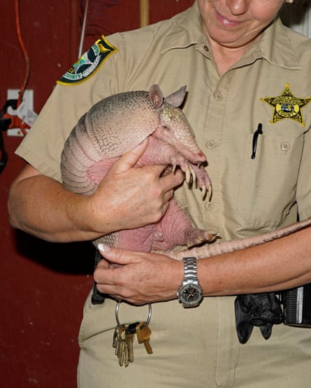 Jeanne Selander, the supervisor of the zoo at the Monroe County detention center, holding an armadillo in November 2021