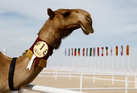 First place camel in a beauty contest this morning.