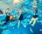 Six swimmers seen underwater through a shoal of fish