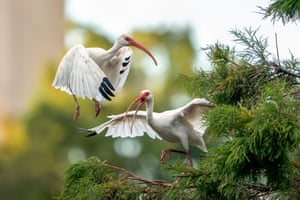 White ibises engage in a brief territorial dispute as they settle at their roosting spots for the evening at sunset in Lake Eola Park, Orlando, Florida, US