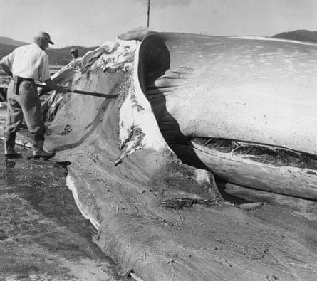 Man peels off whale’s skin with long-handled blade