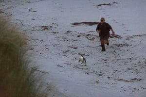 This yellow-eyed penguin is ambushed before being caught and weighed.