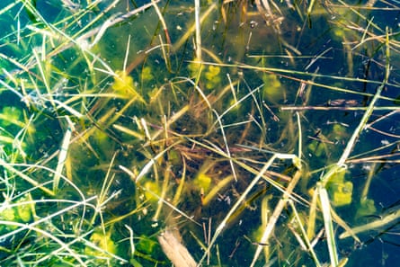 A mixture of plants seen from above